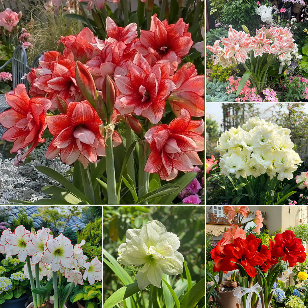 🌼Double-Petaled Perfume Amaryllis Bulbs