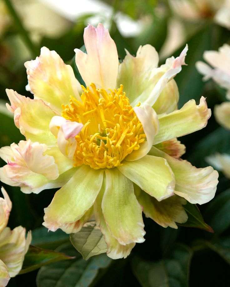 🌸 Double Climbing Peony Vine Hardy Perennial Garden Climber for Indoor & Outdoor Beauty