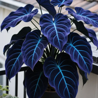 🔥Blue