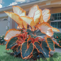 Orange White