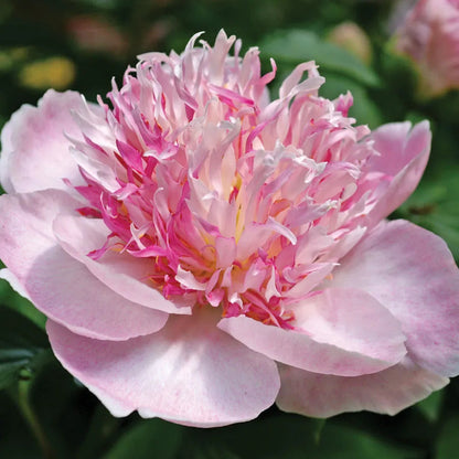🌸 Double Climbing Peony Vine Hardy Perennial Garden Climber for Indoor & Outdoor Beauty