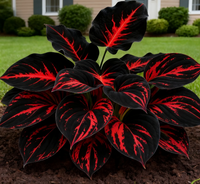 🔥🔥Black-Red