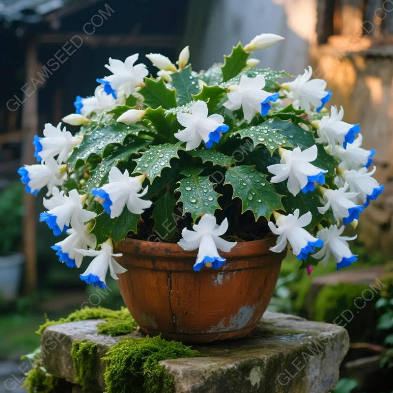 🦀🌵-meet-the-crab-cactus – A Warm Bloom in Winter