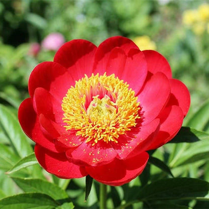 🌸 Double Climbing Peony Vine Hardy Perennial Garden Climber for Indoor & Outdoor Beauty