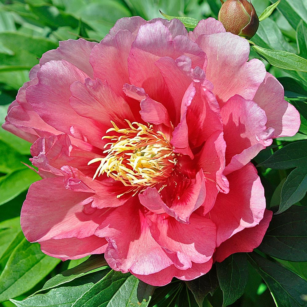 🌸 Double Climbing Peony Vine Hardy Perennial Garden Climber for Indoor & Outdoor Beauty