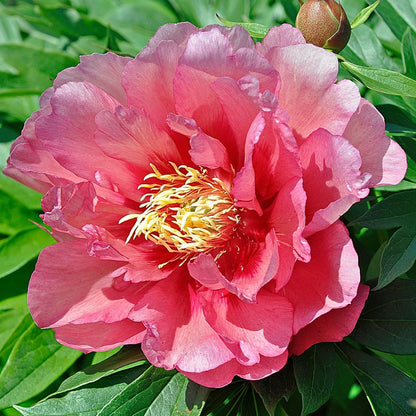 🌸 Double Climbing Peony Vine Hardy Perennial Garden Climber for Indoor & Outdoor Beauty