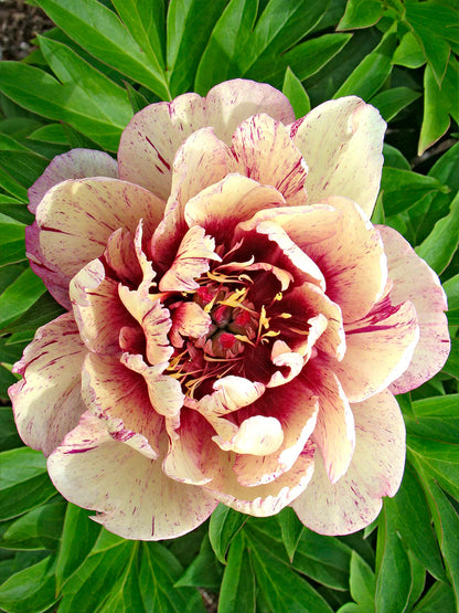 🌸 Peony Bulbs – Elegance in Every Bloom 🌸