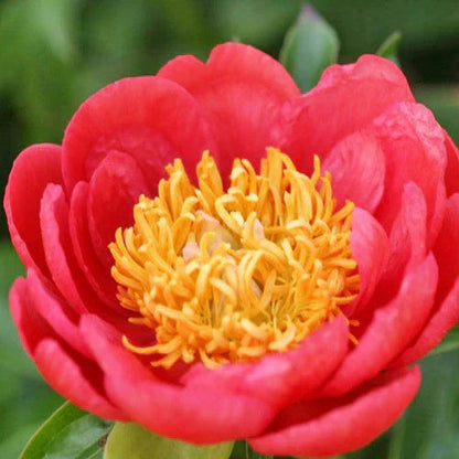 🌸 Peony Bulbs – Elegance in Every Bloom 🌸