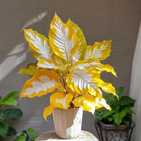 Golden Glow