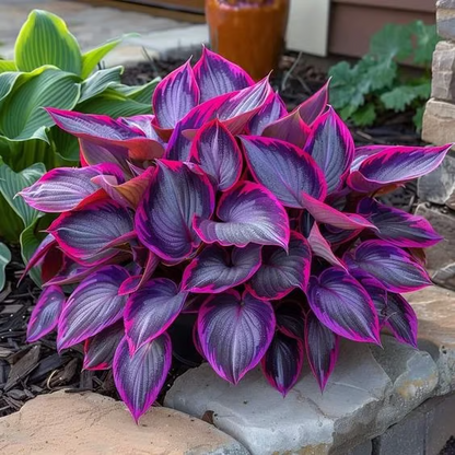 🔥2025 Garden Must-Have🌾 Perennial Coleus Ornamental Grass Seeds🌱