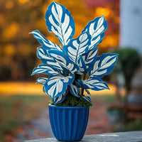 Frosted Sapphire