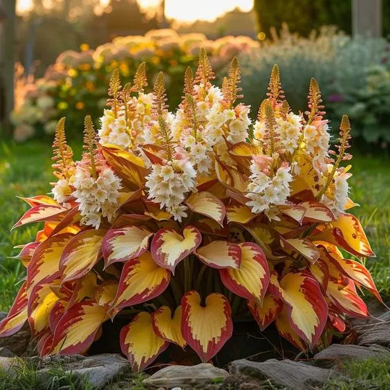 🎁2026 Special Offer🍃Rare Hosta Seeds🌿