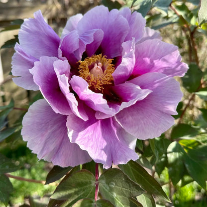 🌸 Double Climbing Peony Vine Hardy Perennial Garden Climber for Indoor & Outdoor Beauty