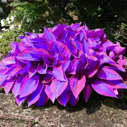 🔥2025 Garden Must-Have🌾 Perennial Coleus Ornamental Grass Seeds🌱