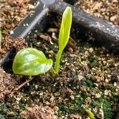 💰Special Offer [50% OFF] 🌿Rare Hosta Seeds