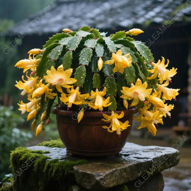🦀🌵-meet-the-crab-cactus – A Warm Bloom in Winter