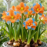 Orange Blue