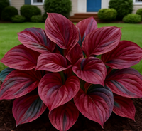 🔥Deep Red