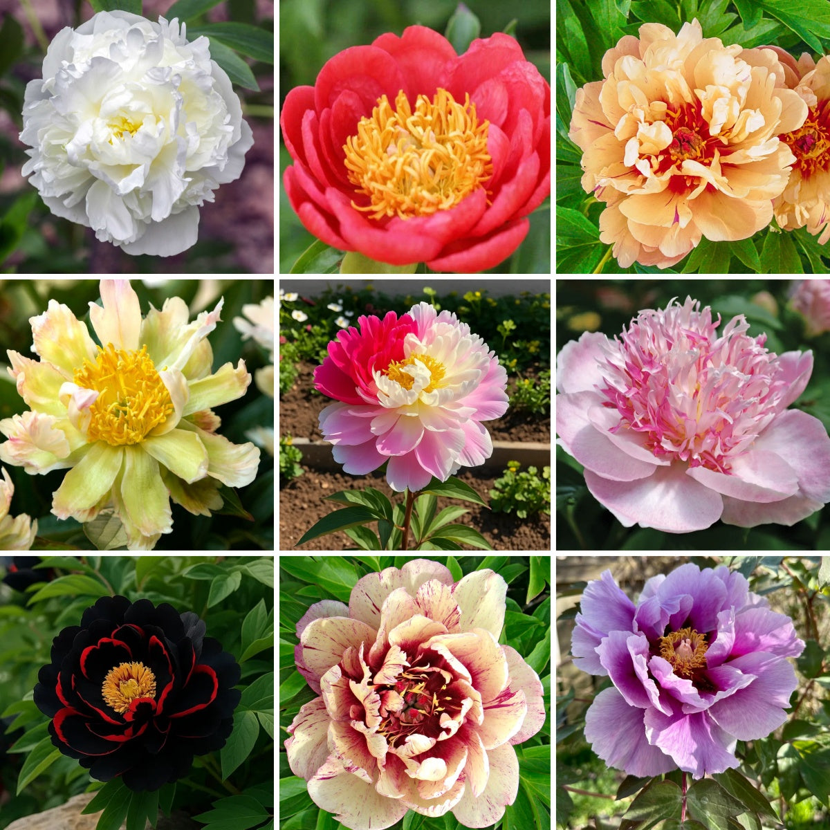 🌸 Double Climbing Peony Vine Hardy Perennial Garden Climber for Indoor & Outdoor Beauty