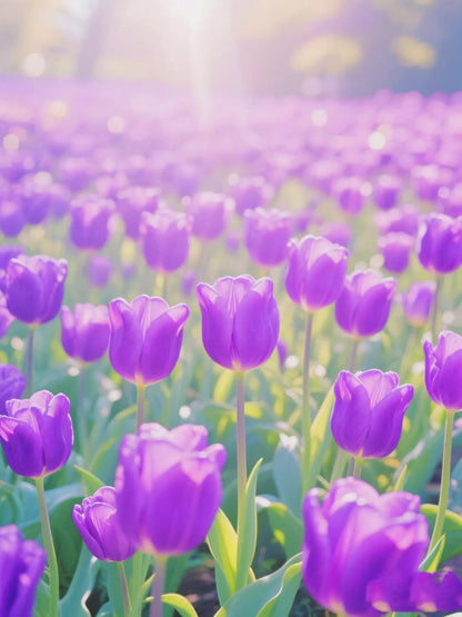 🌷 Rare Flame Bird Tulips - Bulb Plants