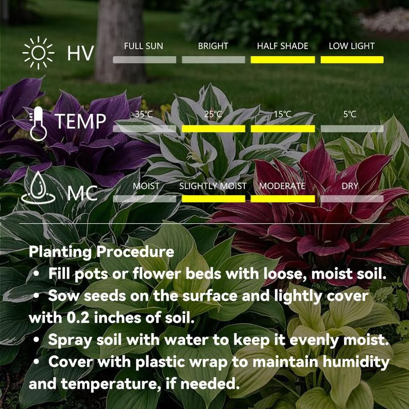 💰Special Offer [50% OFF] 🌿Rare Hosta Seeds