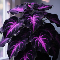 Black Purple